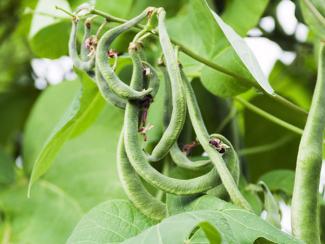 Runner beans